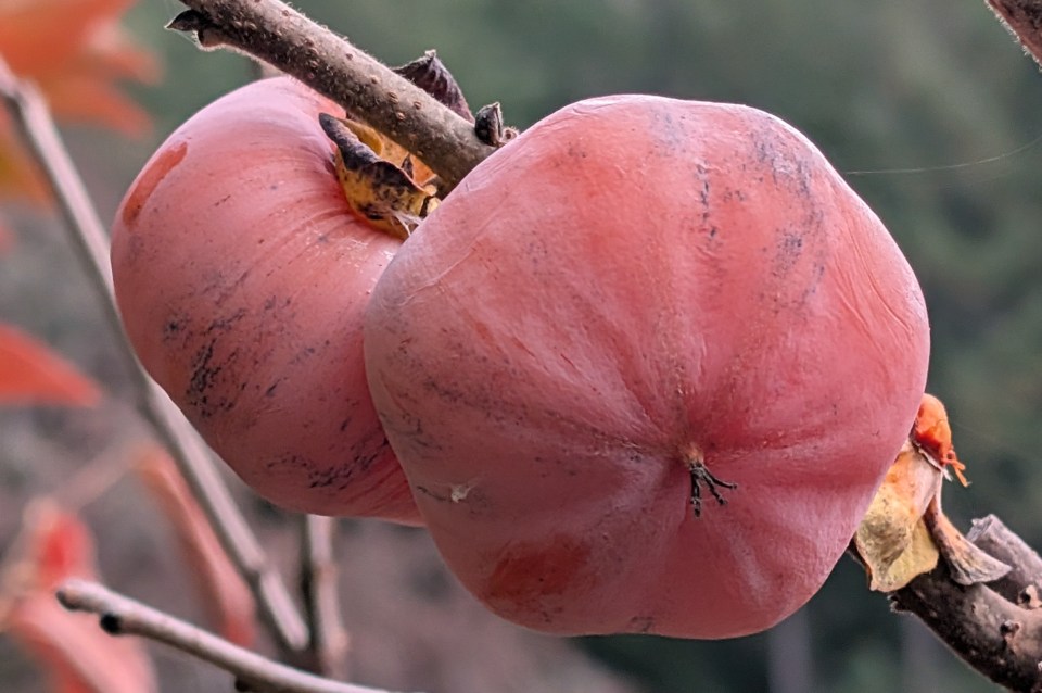 as.Pers. Early Jewel